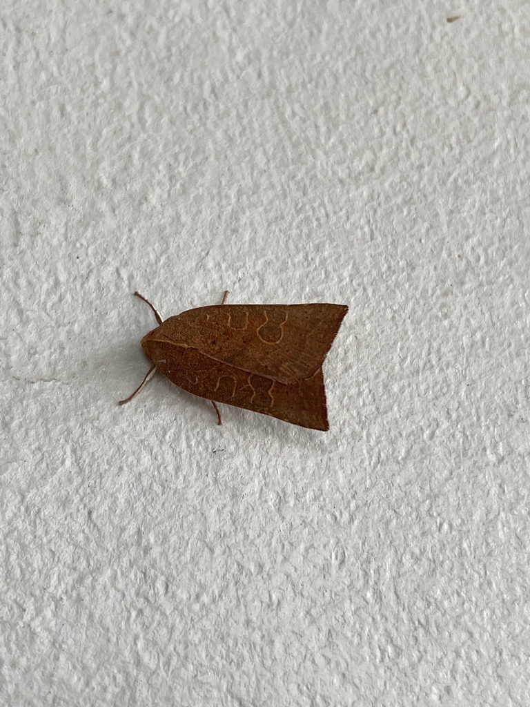 Red-winged Sallow