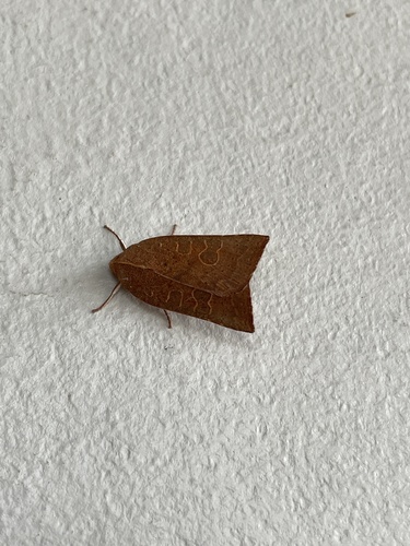 Red-winged Sallow