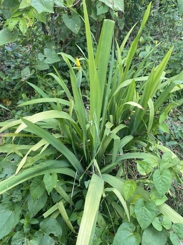 yellow walking iris