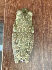 Itapotihyla langsdorffii