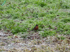 Turdus migratorius