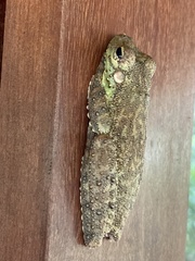 Itapotihyla langsdorffii