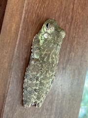 Itapotihyla langsdorffii