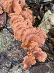 Podoscypha petalodes