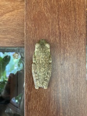 Itapotihyla langsdorffii