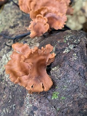 Podoscypha petalodes