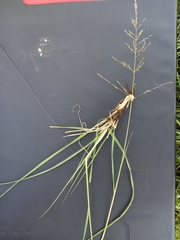Eragrostis chloromelas