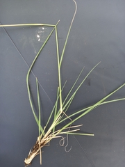 Eragrostis chloromelas