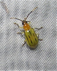 Diabrotica martinjacobyi