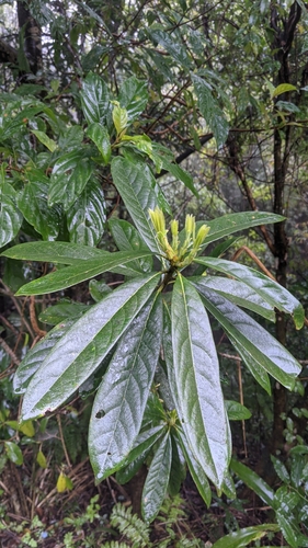 Symplocos glauca (Symplocos glauca)