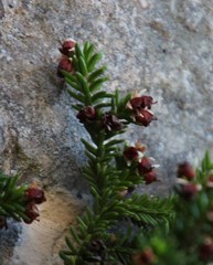 Erica depressa