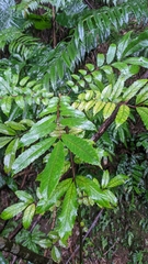 Meliosma rhoifolia