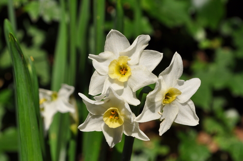 Narcissus tazetta