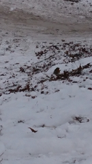 Erithacus rubecula