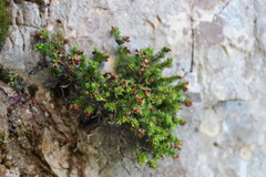 Erica depressa