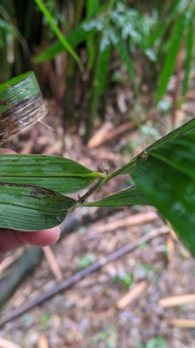 Bambusa pachinensis, photograph 3
