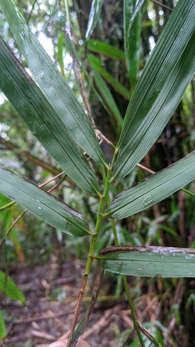 Bambusa pachinensis, photograph 4