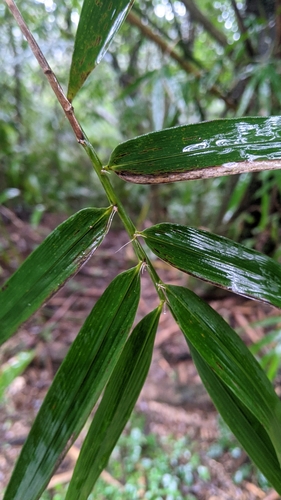 Bambusa pachinensis, photograph 5