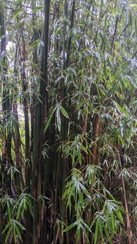 Bambusa pachinensis, photograph 6