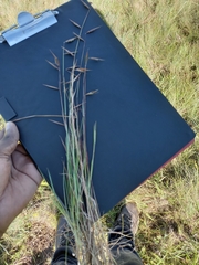 Monocymbium ceresiiforme