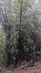Bambusa pachinensis