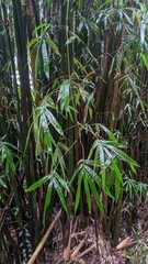 Bambusa pachinensis