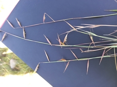 Monocymbium ceresiiforme