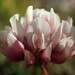 Trifolium pallescens - Photo (c) Bernhard Fischer,  זכויות יוצרים חלקיות (CC BY-NC), הועלה על ידי Bernhard Fischer