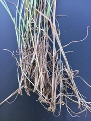 Monocymbium ceresiiforme