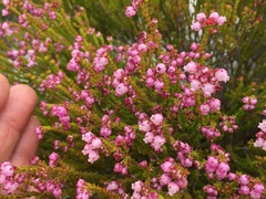 Iron-leaved Heath (Erica ferrea)