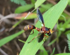 Physocephala marginata