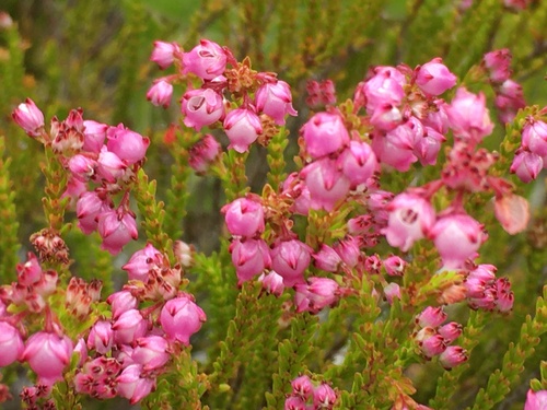 Image of Erica ferrea by (c) Caroline Voget, some rights reserved (CC BY)