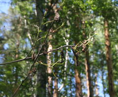 Aporia crataegi