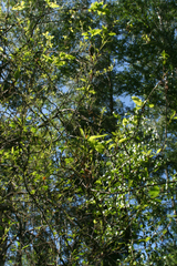 Aporia crataegi