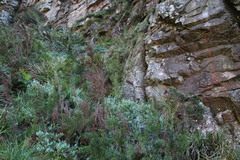 Restio quadratus