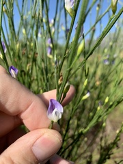 Psoralea usitata