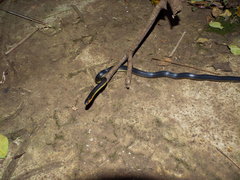 Calamaria lumbricoidea