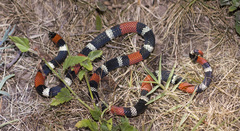 Micrurus pyrrhocryptus