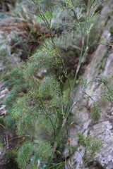 Restio quadratus