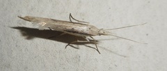 Ypsolopha mucronella