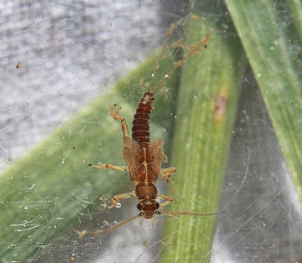 Central Forestfly