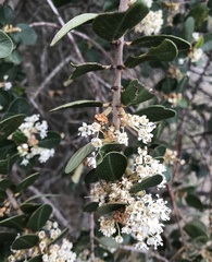 Ceanothus megacarpus insularis