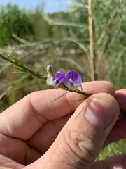 Psoralea filifolia