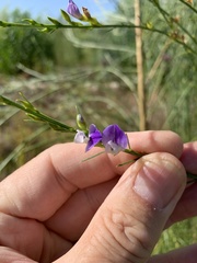 Psoralea filifolia