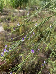 Psoralea filifolia