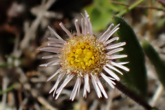 Erigeron alpinus