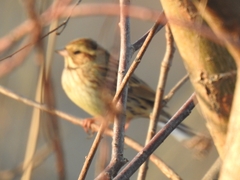 Emberizidae