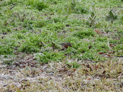 Turdus migratorius