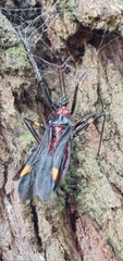 Graptocleptes