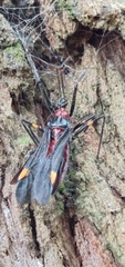 Graptocleptes